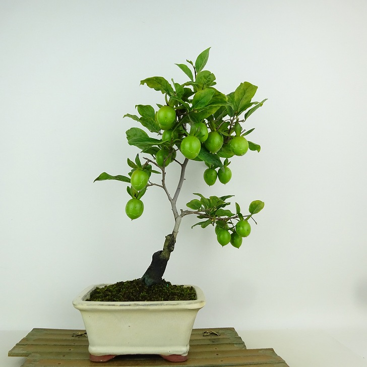 盆栽 老爺柿 樹高 約33cm ろうやがき Diospyros rhombifolia ロウヤガキ カキノキ科 落葉～半落葉樹 観賞用 現品 送料無料｜盆栽はニわ 店