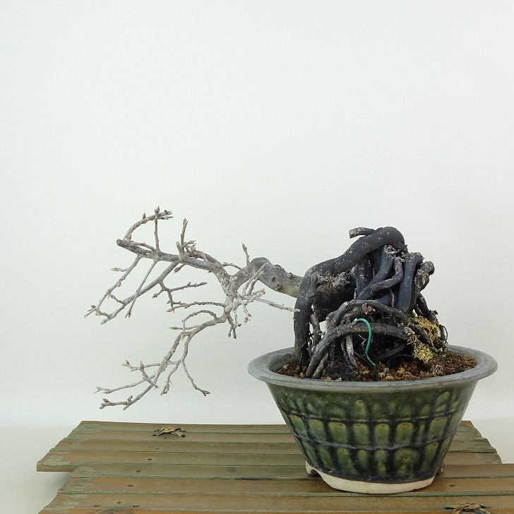 楽天市場】まだまだ珍しい トキワガキ×ローヤガキ交配種 4号（12cm