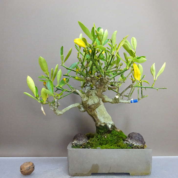 楽天市場】【 キンズ / 金豆 】 取木素材 ミニ盆栽（いよじ園） : いよ