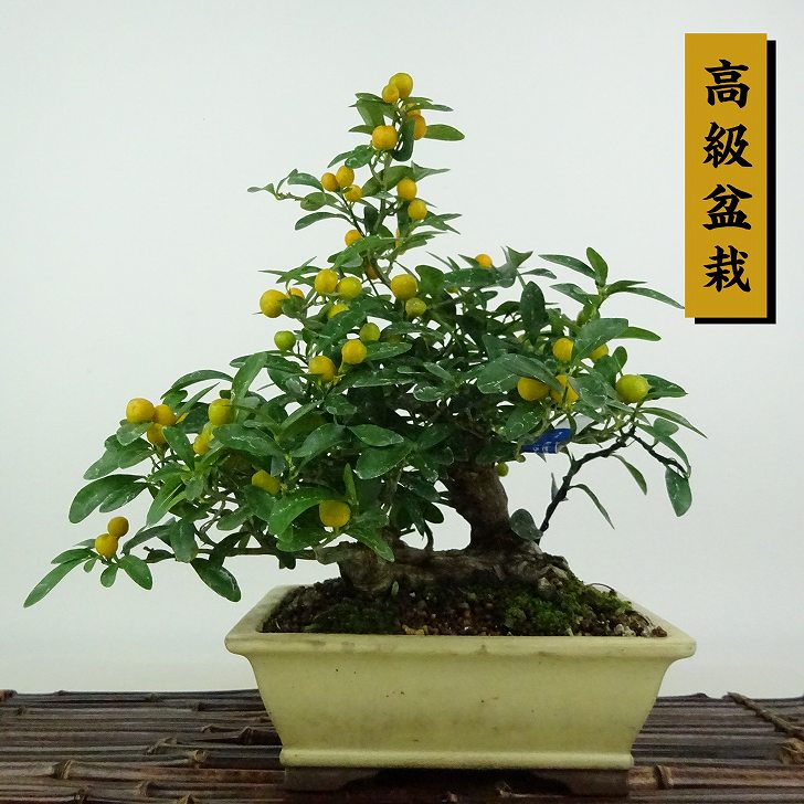 楽天市場】盆栽 小性梅 樹高 約19～20cm こしょうばい Ilex serrata var.subtilis コショウバイ モチノキ科 落葉樹  観賞用 小品 数量物 セレクト 送料無料 : 盆栽はニわ 楽天市場店