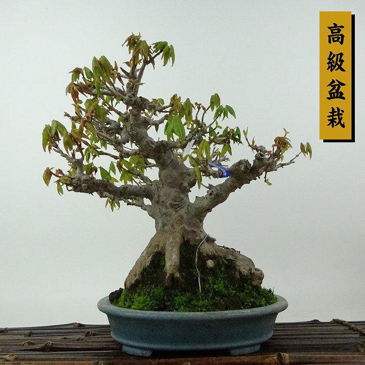 盆栽 楓 樹高 約19cm かえで 高級盆栽 Acer カエデ 紅葉 カエデ科 落葉樹 観賞用 小品 現品|盆栽はニわ 店
