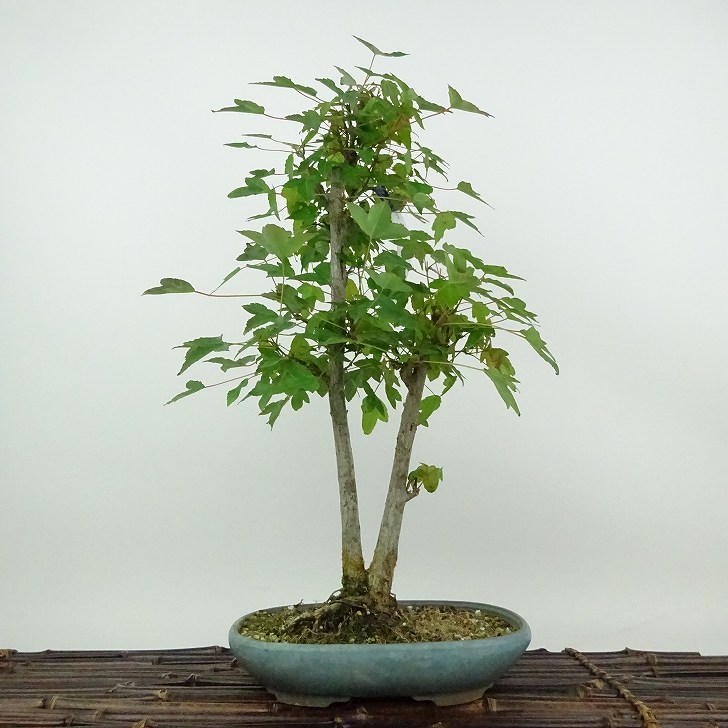 楽天市場】【現品発送】西洋カエデ オーレア樹高1.9-2.2m(鉢底から