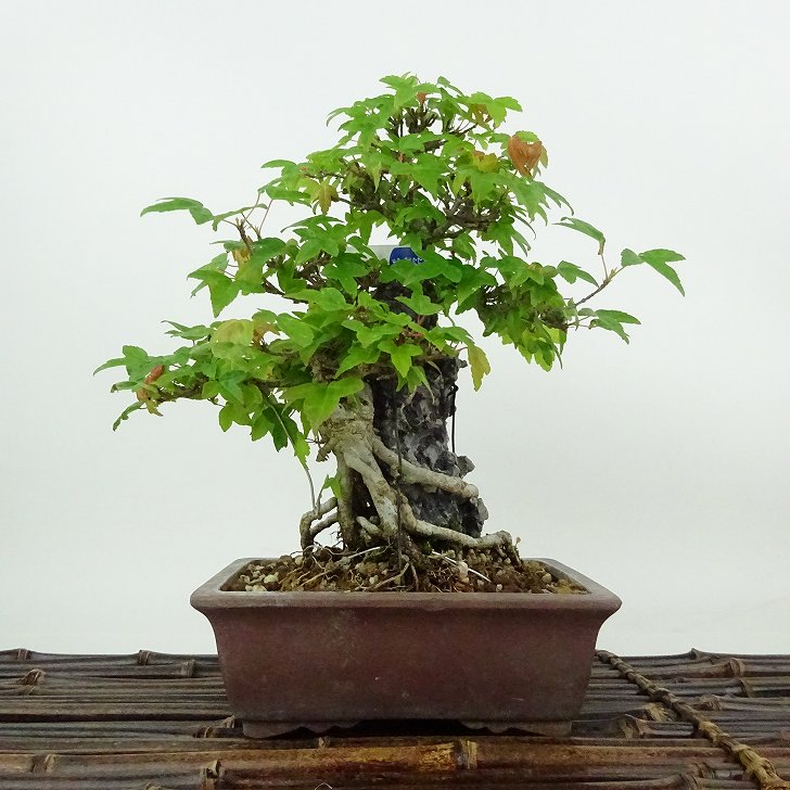 楽天市場】盆栽 楓 樹高 約19cm かえで Acer カエデ 紅葉 カエデ