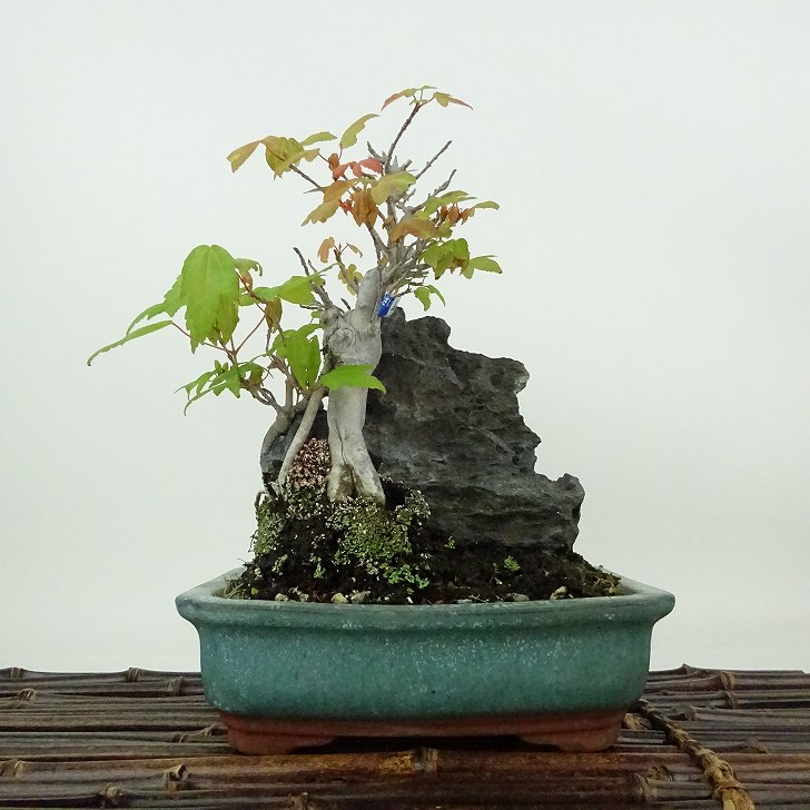 楽天市場】盆栽：金雀花(むれすずめ)石付 現品*ムレスズメ