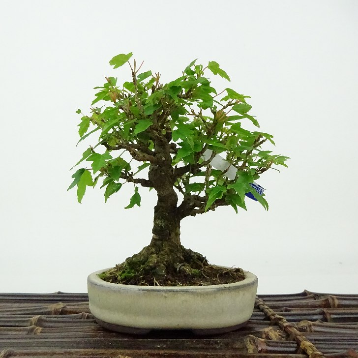 楽天市場】【送料無料】 カエデ / 楓 小品盆栽 （いよじ園