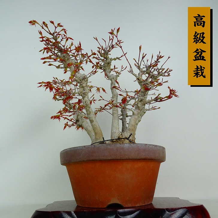 盆栽 紅葉 樹高 約31cm もみじ 高級盆栽 Acer palmatum モミジ カエデ科 落葉樹 鑑賞 観賞用 現品|盆栽はニわ 店