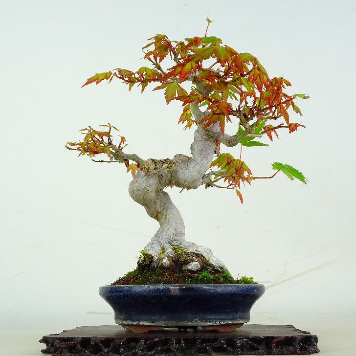 盆栽 紅葉 樹高 約18.5cm もみじ Acer palmatum モミジ カエデ科 落葉樹 鑑賞 観賞用 小品 現品｜盆栽はニわ 店