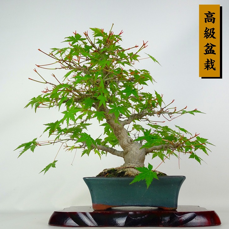 盆栽 紅葉 樹高 約28.5cm もみじ 高級盆栽 Acer palmatum モミジ カエデ科 落葉樹 鑑賞 観賞用 現品|盆栽はニわ 店