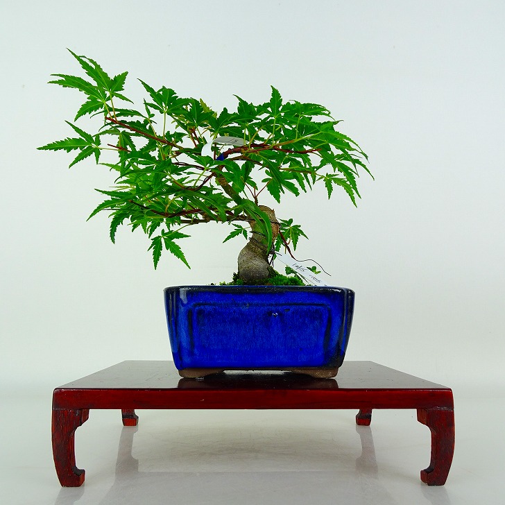 盆栽 紅葉 長良川 樹高 約13cm もみじ Acer palmatum モミジ カエデ科 落葉樹 鑑賞 観賞用 小品 現品 送料無料｜盆栽はニわ 店