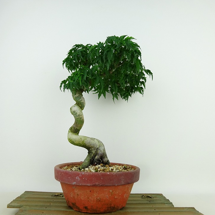 楽天市場】盆栽素材苗：獅子頭(シシガシラ)紅葉 現品 *もみじ