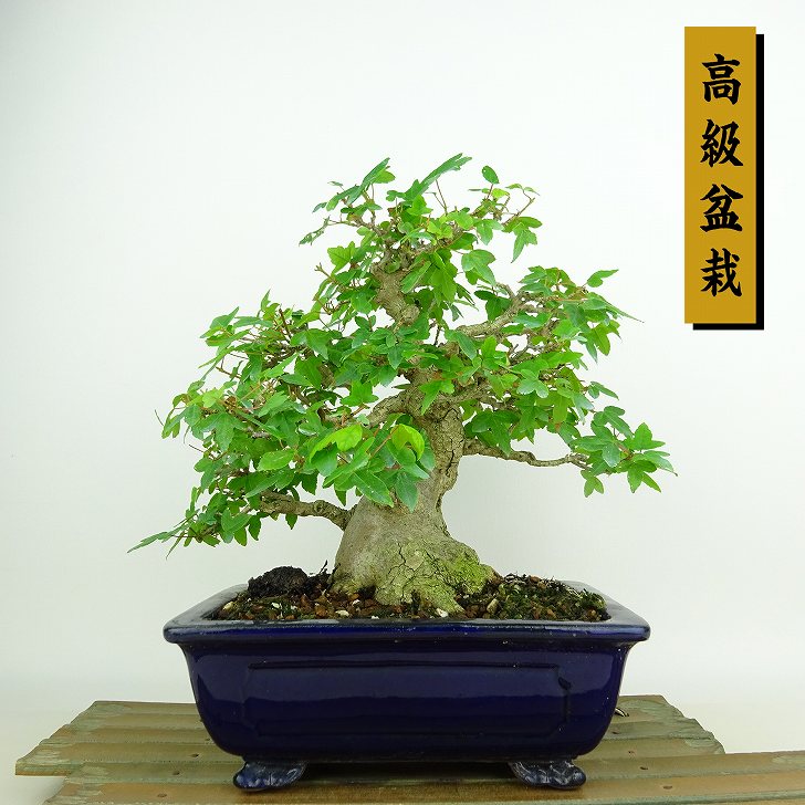 楽天市場】盆栽 楓 かえで 樹齢50年 一点もの 現品お届け 無料
