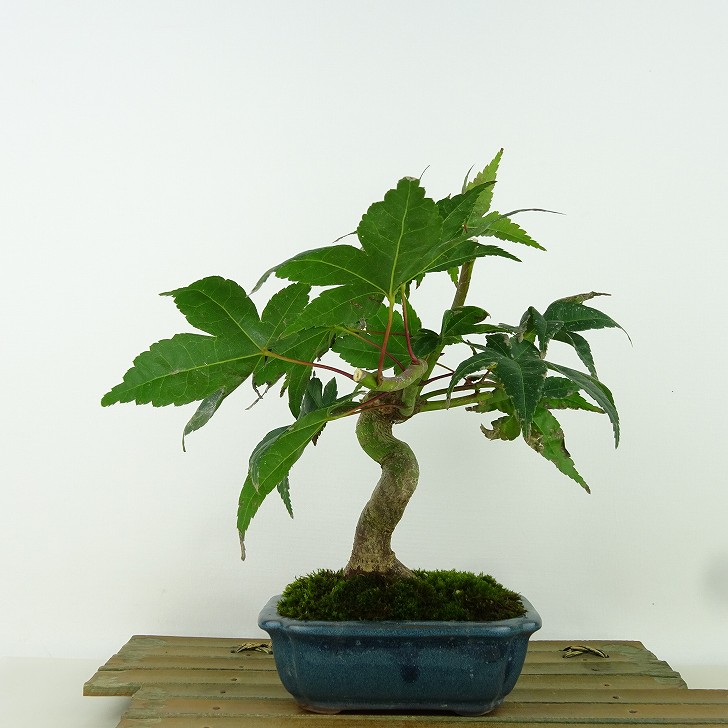 盆栽 紅葉 出猩々 樹高 約22cm もみじ Acer palmatum モミジ カエデ科 落葉樹 観賞用 現品 送料無料｜盆栽はニわ 店 9,240円