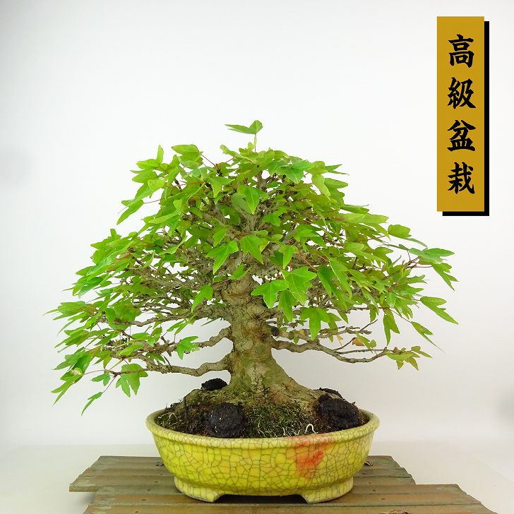 楽天市場】盆栽 特選：楓 現品*かえで カエデ Kaede bonsai Acer 中品