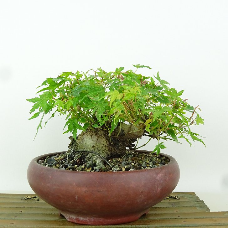 その他観葉植物 Momiji 楽天市場】盆栽素材苗：獅子頭(シシガシラ)紅葉 現品 *もみじ
