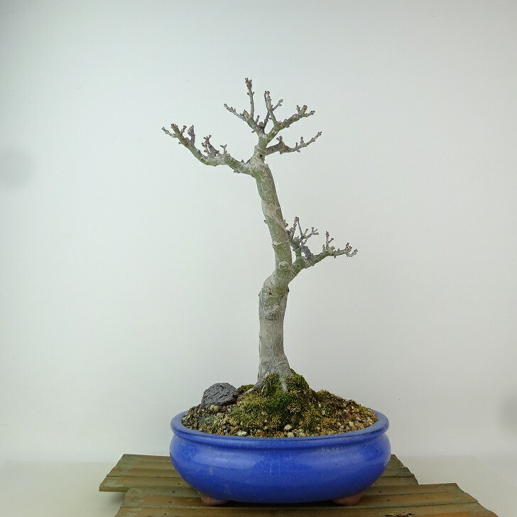 楽天市場】庭木・植木 庭木苗：獅子頭モミジ（獅子頭もみじ）*ししが