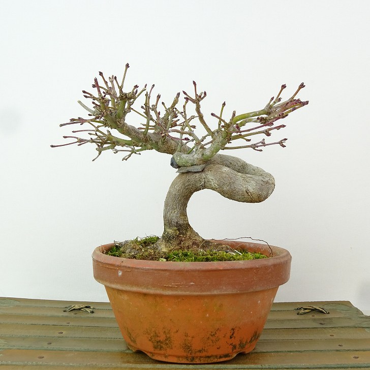 楽天市場】盆栽素材苗：曙紅葉 現品 *もみじ モミジ Acer momiji