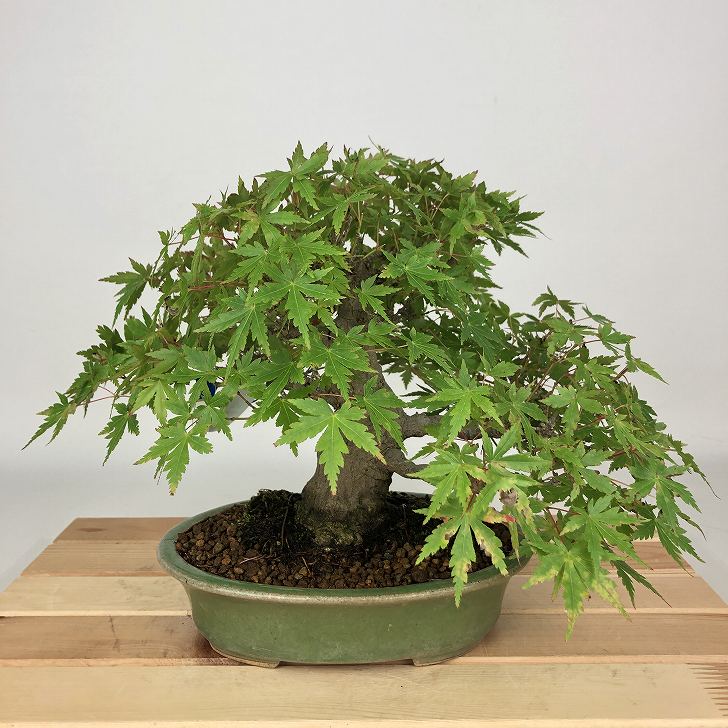 その他観葉植物 Momiji 楽天市場】盆栽素材苗：獅子頭(シシガシラ)紅葉 現品 *もみじ
