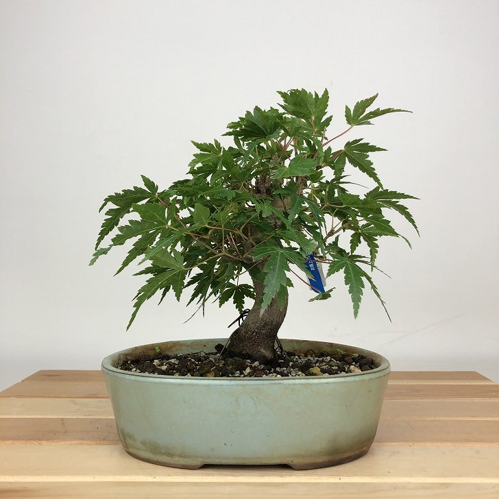 楽天市場】盆栽 紅葉 樹高 約16cm もみじ Acer palmatum モミジ カエデ