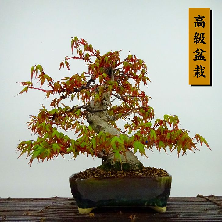 【楽天市場】盆栽 紅葉 樹高 約21cm もみじ 高級盆栽 Acer palmatum モミジ カエデ科 落葉樹 観賞用 現品 送料無料 : 盆栽はニわ  楽天市場店