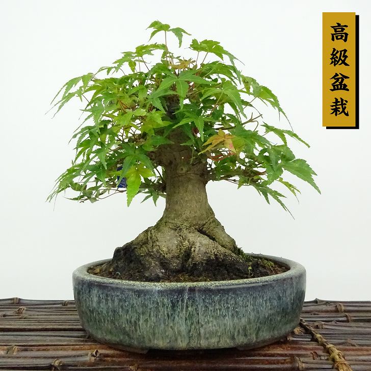 その他観葉植物 Momiji 観葉植物）ゼラニウム モミジバゼラニウム 3．5号（5ポット