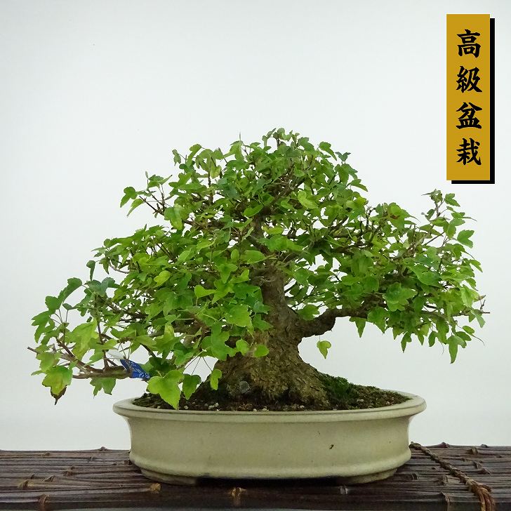 盆栽 楓 小品盆栽 盆栽鉢