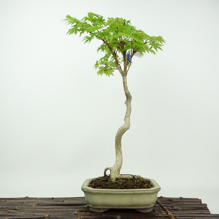 楽天市場】盆栽 楓 樹高 約19cm かえで Acer カエデ 紅葉 カエデ