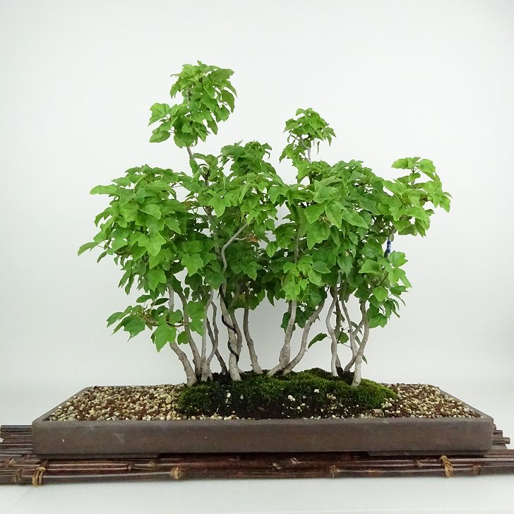 楽天市場】盆栽 特選：楓 現品*かえで カエデ Kaede bonsai Acer 中品