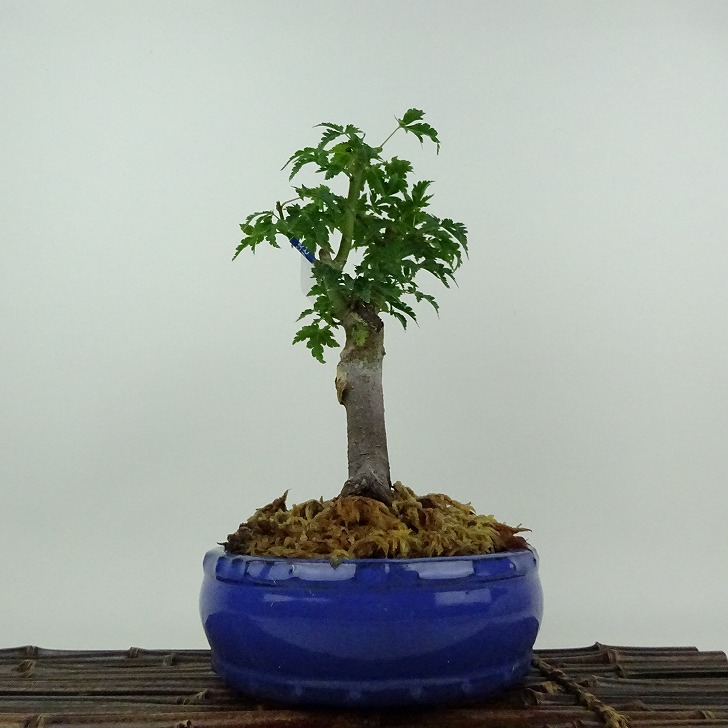 盆栽 紅葉 獅子頭 樹高 約23cm もみじ Acer palmatum モミジ シシガシラ カエデ科 落葉樹 鑑賞用 観賞用 現品 送料無料｜盆栽はニわ 店