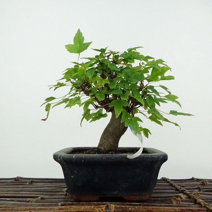 楽天市場】カエデ / 楓 （石付） 貴風サイズ盆栽 （いよじ園） : いよ