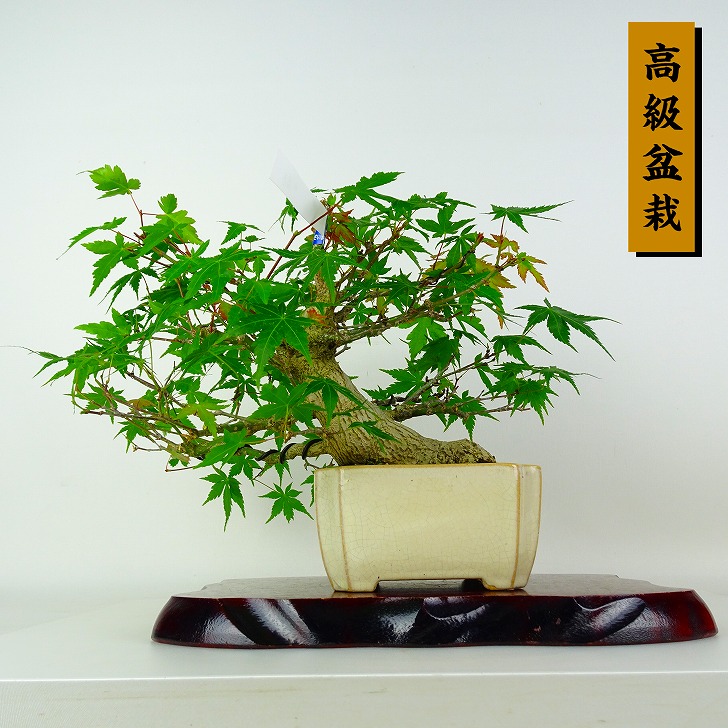盆栽 紅葉 樹高 約21cm もみじ 高級盆栽 Acer palmatum モミジ カエデ科 落葉樹 鑑賞 観賞用 現品|盆栽はニわ 店