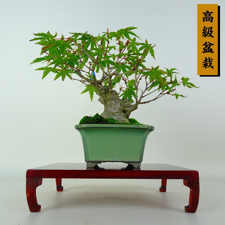 盆栽 紅葉 樹高 約17cm もみじ 高級盆栽 Acer palmatum モミジ カエデ科 落葉樹 鑑賞 観賞用 小品 現品|盆栽はニわ 店