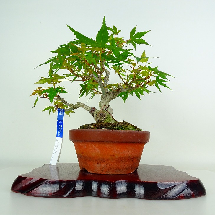 盆栽 紅葉 樹高 約22cm もみじ Acer palmatum モミジ カエデ科 落葉樹 鑑賞 観賞用 現品 送料無料｜盆栽はニわ 店