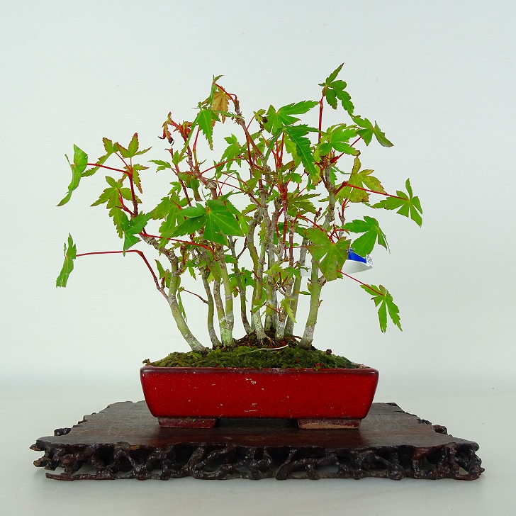 盆栽 紅葉 樹高 約13cm もみじ Acer palmatum モミジ カエデ科 落葉樹 鑑賞 観賞用 小品 現品 送料無料｜盆栽はニわ 店