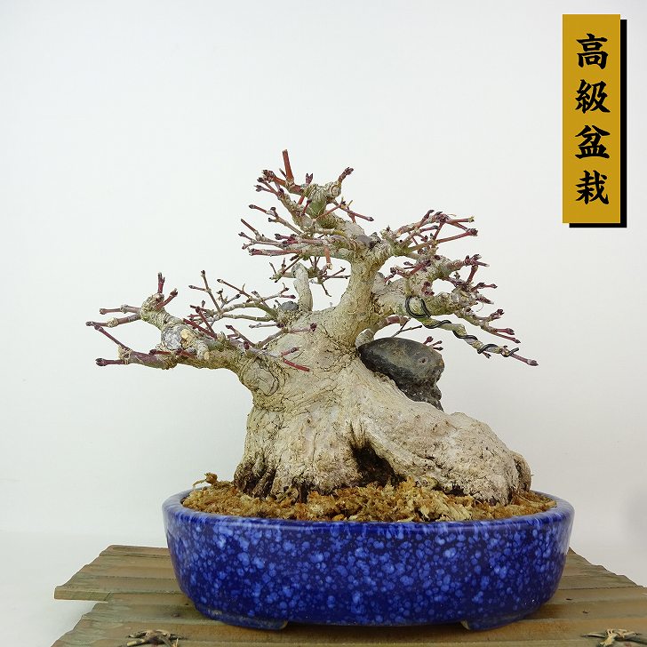 楽天市場】盆栽 紅葉 樹高 約17cm もみじ Acer palmatum モミジ