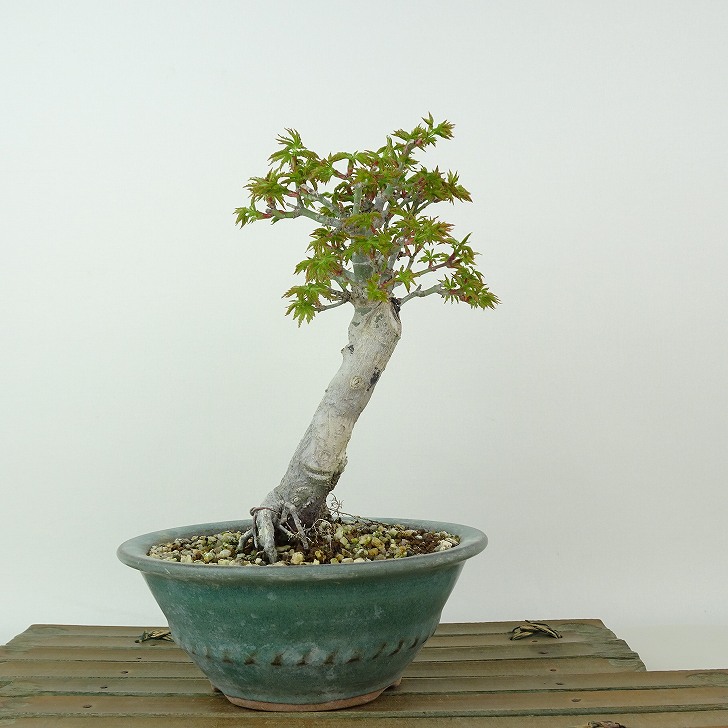 楽天市場】【小品盆栽 ミニ盆栽】 獅子頭もみじ/シシガシラ