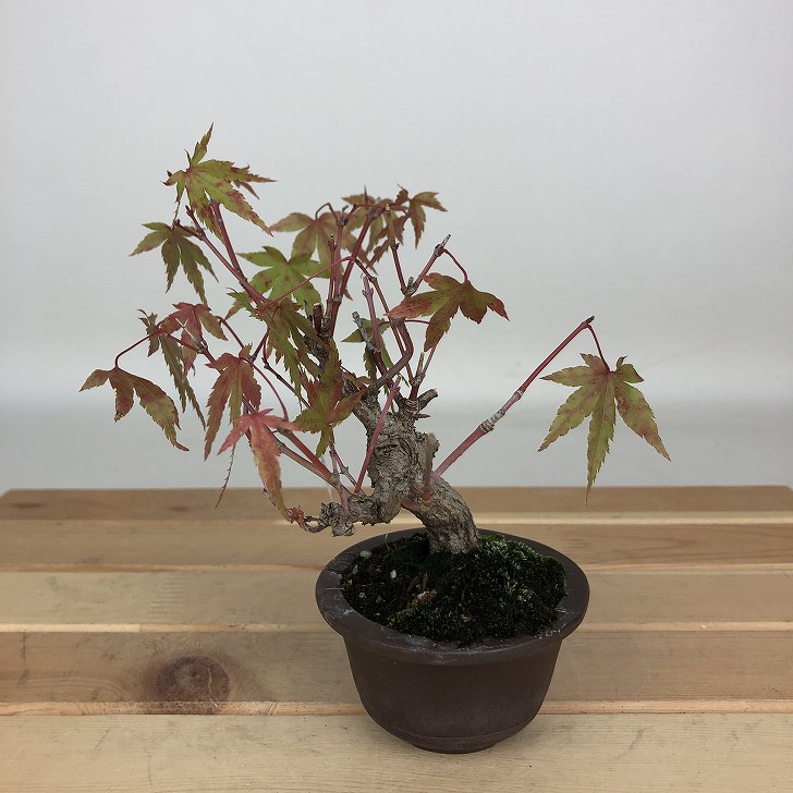 楽天市場】盆栽素材苗：曙紅葉 現品 *もみじ モミジ Acer momiji
