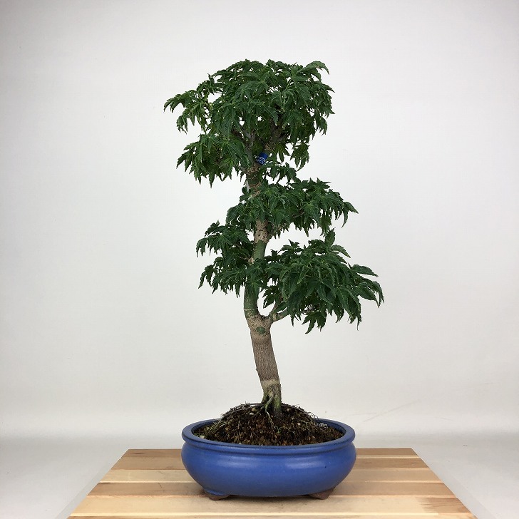 楽天市場】盆栽 紅葉 獅子頭 樹高 41cm もみじ Acer palmatum モミジ