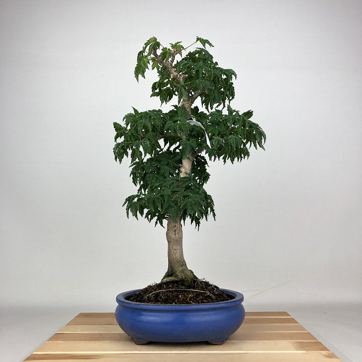 盆栽 紅葉 獅子頭 樹高 41cm もみじ Acer palmatum モミジ シシガシラ カエデ科 落葉樹 鑑賞用 観賞用 現品 送料無料｜盆栽はニわ 店