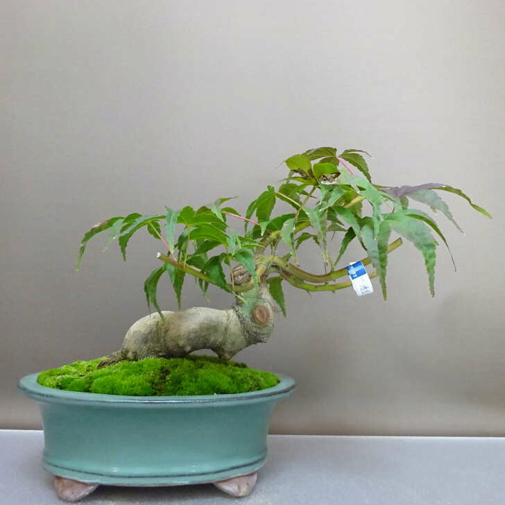 盆栽 紅葉 清玄 樹高 約23cm もみじ Acer palmatum モミジ カエデ科 落葉樹 鑑賞用 観賞用 現品｜盆栽はニわ 店