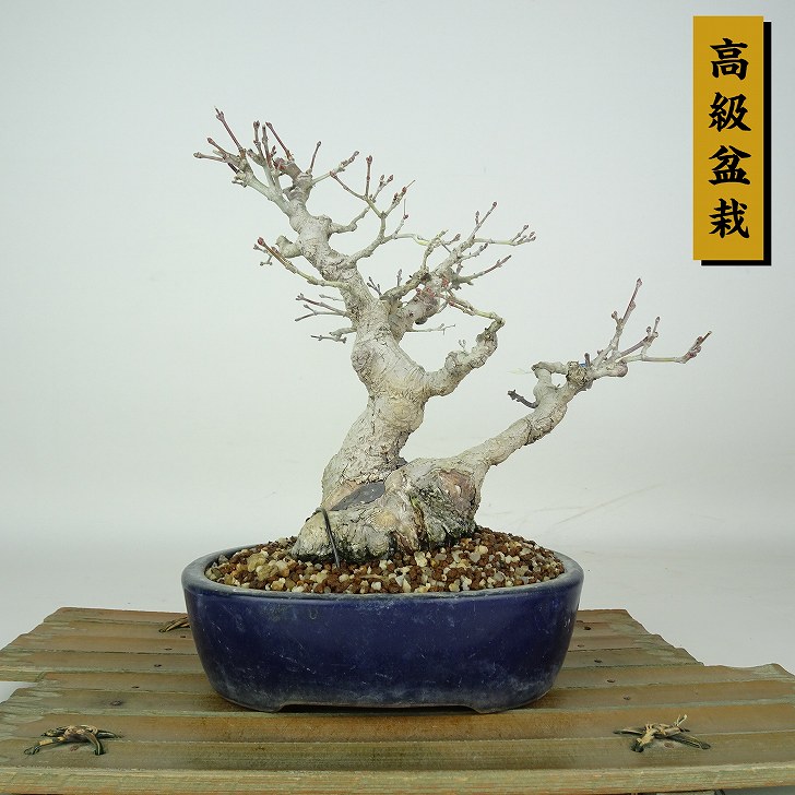 盆栽 紅葉 樹高 約19cm もみじ 高級盆栽 Acer palmatum モミジ カエデ科 落葉樹 鑑賞 観賞用 小品 現品