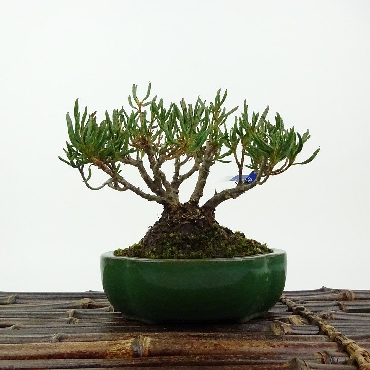 楽天市場】盆栽 特選：皐月(星の輝)*現品 サツキ さつき Satsuki