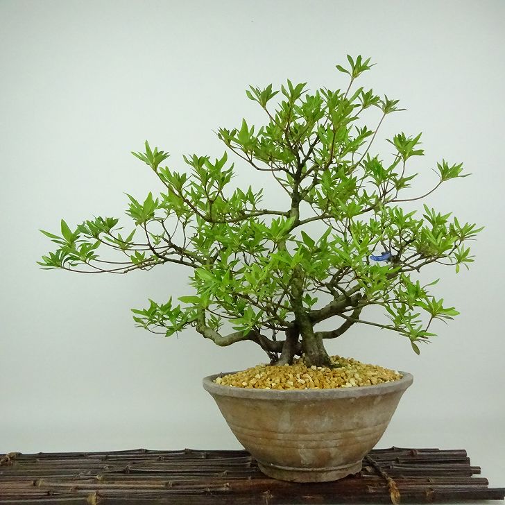 つばきさつま‼️ 皐月盆栽 さつき盆栽 サツキ盆栽 盆栽 サツキ Satsuki Bonsai #132 | Oh! BONSAI