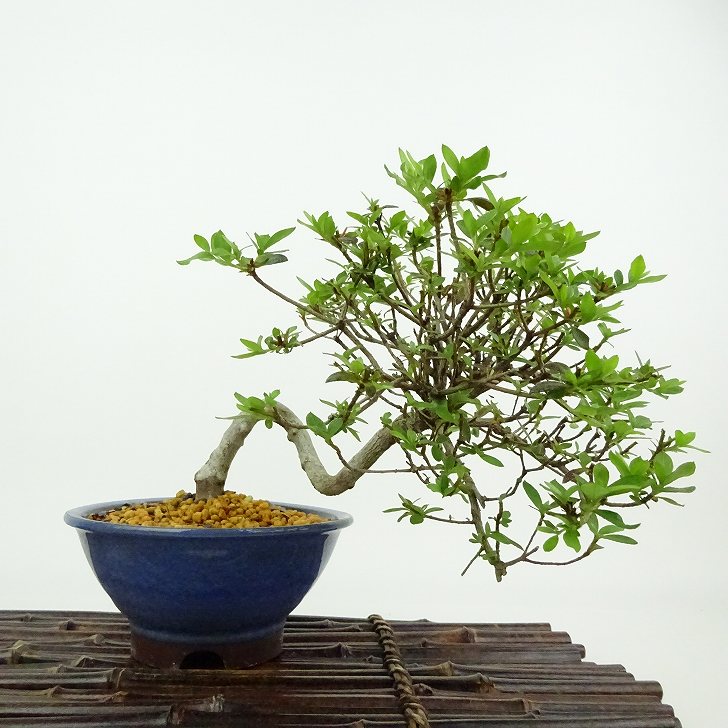 皐月盆栽晃山 盆栽 皐月 晃山 樹高 約20cm さつき Rhododendron indicum