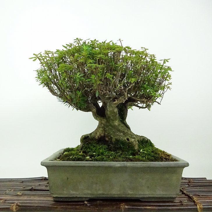 楽天市場】盆栽 特選：皐月(晃山)*現品 サツキ さつき Satsuki
