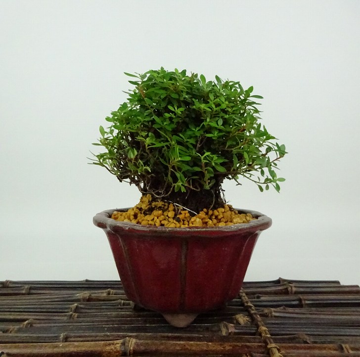 さつき 盆栽Japanese Azalea 図鑑　他合計10冊セット　超お買い得 さつき 盆栽Japanese Azalea 図鑑他合計10冊セット超お買い得