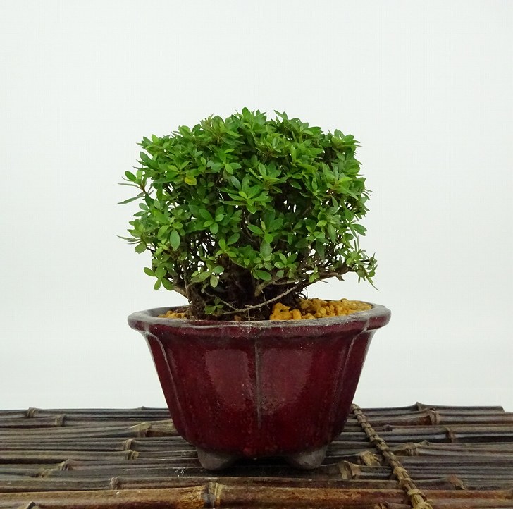 楽天市場】盆栽 花芽付！皐月（サツキ）（日の丸）【現品】2026春開花