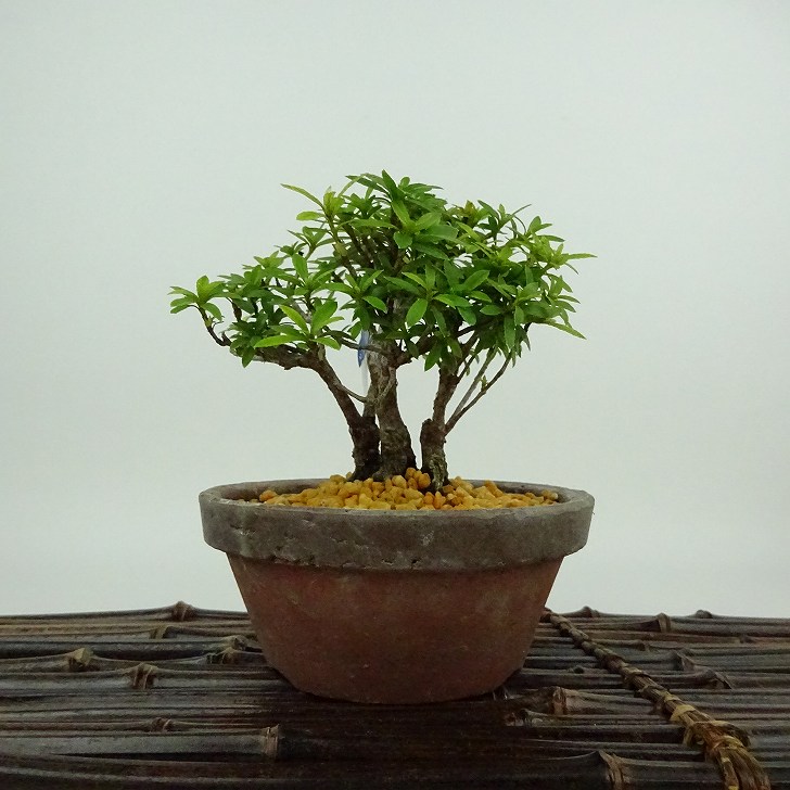 盆栽 皐月 金彩 樹高 約10cm さつき Rhododendron indicum サツキ ツツジ科 常緑樹 観賞用 小品 現品