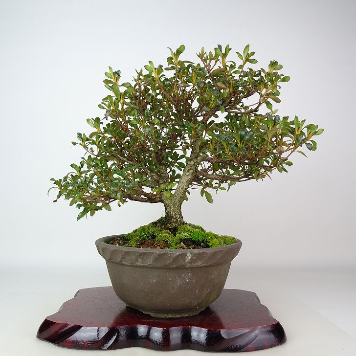 皐月盆栽　サツキツツジ　ぼんさい 楽天市場】盆栽 皐月 花ビン 樹高 約15cm さつき Rhododendron indicum