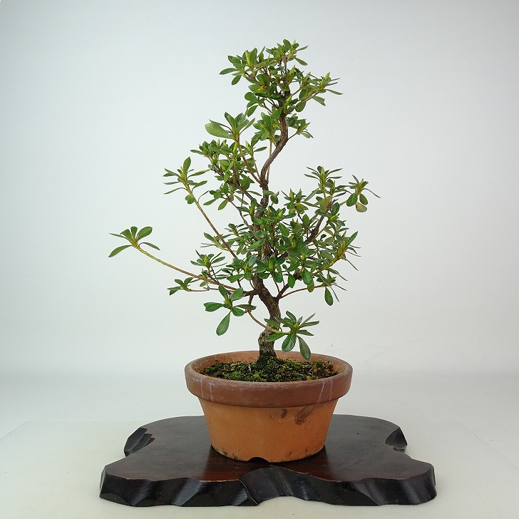 日ノ丸の盆栽 皐月盆栽 さつき盆栽 サツキ盆栽 Yahoo!オークション -「さつき盆栽 日の丸」(盆栽) (盆栽)の落札