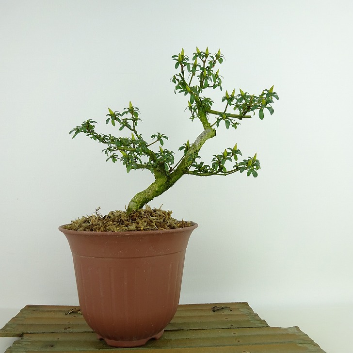 皐月 明美の月 高20cm 皐月 明美の月 高20cm 盆栽 皐月 明美の